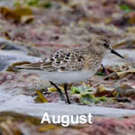 Outer Hebrides Bird Sightings August 2018