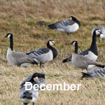 Outer Hebrides Bird Sightings December 2018