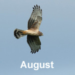 Bird sightings Outer Hebrides august 2020