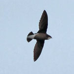 White-throated Needletail