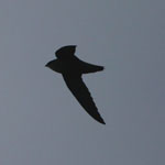 Chimney Swift
