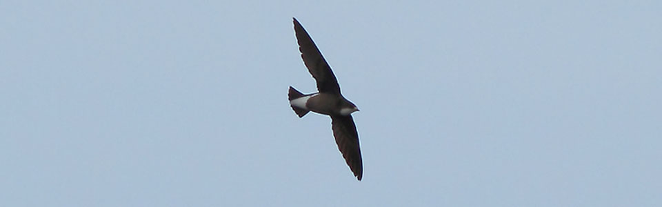 White-throated Needletail