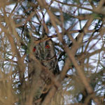 Long-eared Owl
