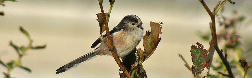 Long-tailed Tit