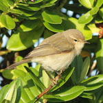 Chiffchaff