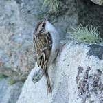 Treecreeper