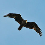 Black Kite