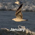 Bird Sightings Outer Hebrides January 2020