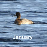 bird sightings outer hebrides January 2022