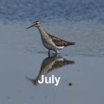Bird Sightings Outer Herbides July 2022