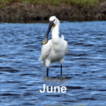Bird sightings Outer Hebrides June 2020