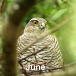 Outer Hebrides Bird Sightings June 2021