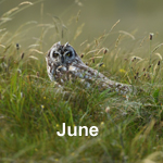 Bird Sightings Outer Hebrides June 2022