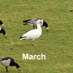 bird Sightings Outer Hebrides March 2022