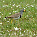 May 2023 bird sightings Outer Hebrides / Western Isles