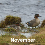 Bird Sightings Outer Hebrides November 2021