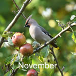 November 2023 bird sightings Outer Hebrides / Western Isles