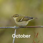 Bird sightings Outer Hebrides October 2020