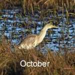 October 2023 bird sightings Outer Hebrides / Western Isles