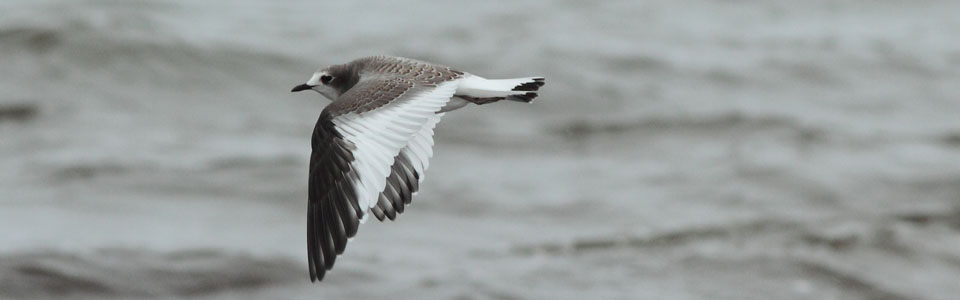 Sabine's Gull