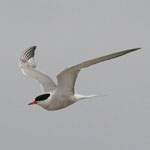 Common Tern