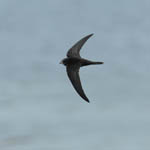 juvenile Swift