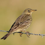 Rock Pipit
