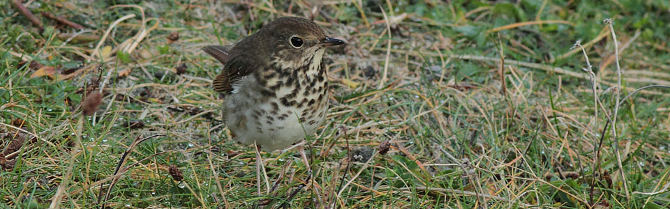 Hermit Thrush