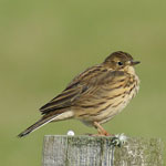 Meadow Pipit