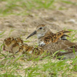 Dunlin