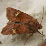 Ear moth species