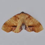 Scorched Wing - Outer Hebrides Moths