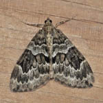 Spruce Carpet - Outer Hebrides Moths