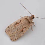 Agonopterix ocellana, Outer Hebrides moths