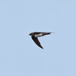 Alpine Swift, Loch Tiumpan, Outer Hebrides