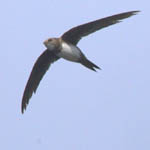 Alpine Swift, Outer Hebrides