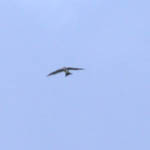 Alpine Swift, Outer Hebrides birds