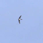 Alpine Swift, Outer Hebrides