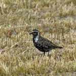 Adult American Golden Plover, Western Isles, Outer Hebrides