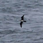 Arctic Skua