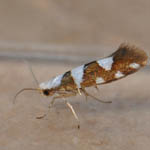 Argyresthia brockeella