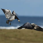 Barnacle Geese, Outer Hebrides birds