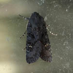 Black Rustic, Outer Hebrides moths