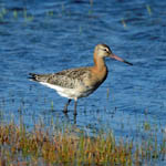 Black-tailed Godwit