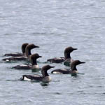 Black-throated Divers, Lewis