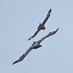 Bonxie_sea_eagle