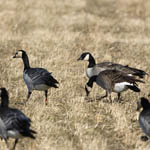 Cackling Geese, Outer Hebrides birds