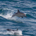 Common Dolphin