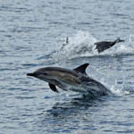 Common Dolphin, Skye