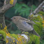 Common Rosefinch, South Uist